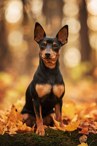 Close-up portrait of dog