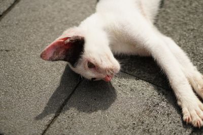 High angle view of a cat on street