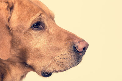 Close-up of dog