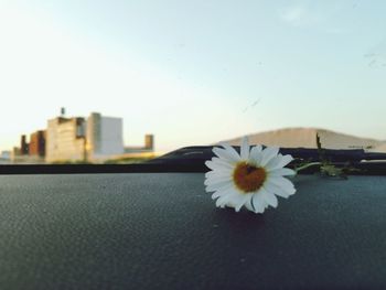 Close-up of flower in city against clear sky