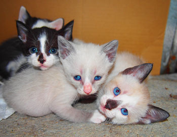 Close-up portrait of kitten