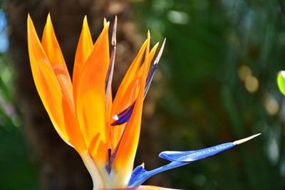 Close-up of orange crocus flower