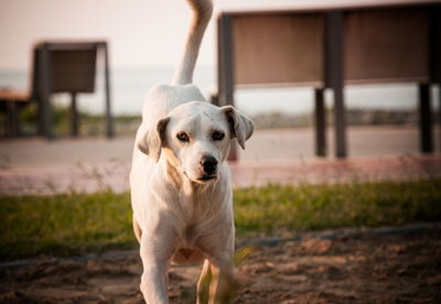 Portrait of dog standing outdoors