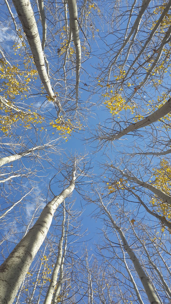 LOW ANGLE VIEW OF BARE TREES AGAINST BLUE SKY