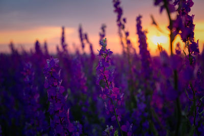 Delphinium sunset field. beautiful summer purple flowers. colorful background in the rays