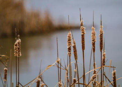 Close-up of dry plants on field