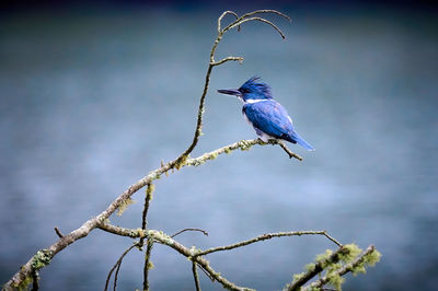 Male belted kingfisher megaceryle alcyon perched on a dead branch at lake chatuge, nc.