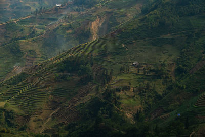 High angle view of rice field