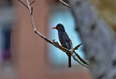 Close-up of bird perching on branch