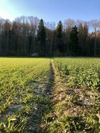 Scenic view of field against trees