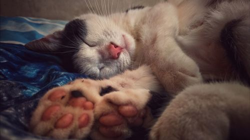 Close-up of cute cat sleeping on bed