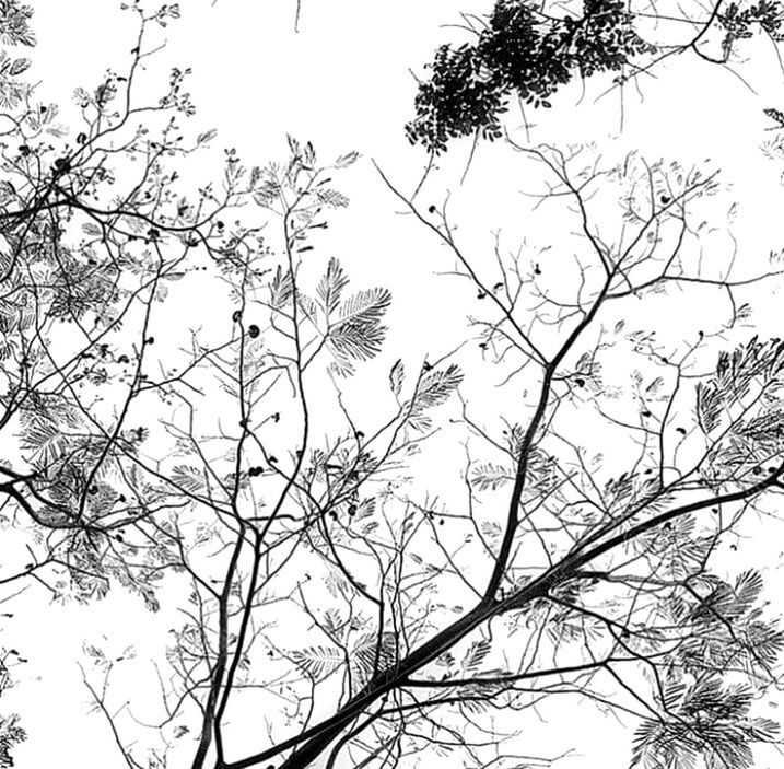 nature, low angle view, tree, tranquility, no people, outdoors, branch, bird, beauty in nature, day, sky