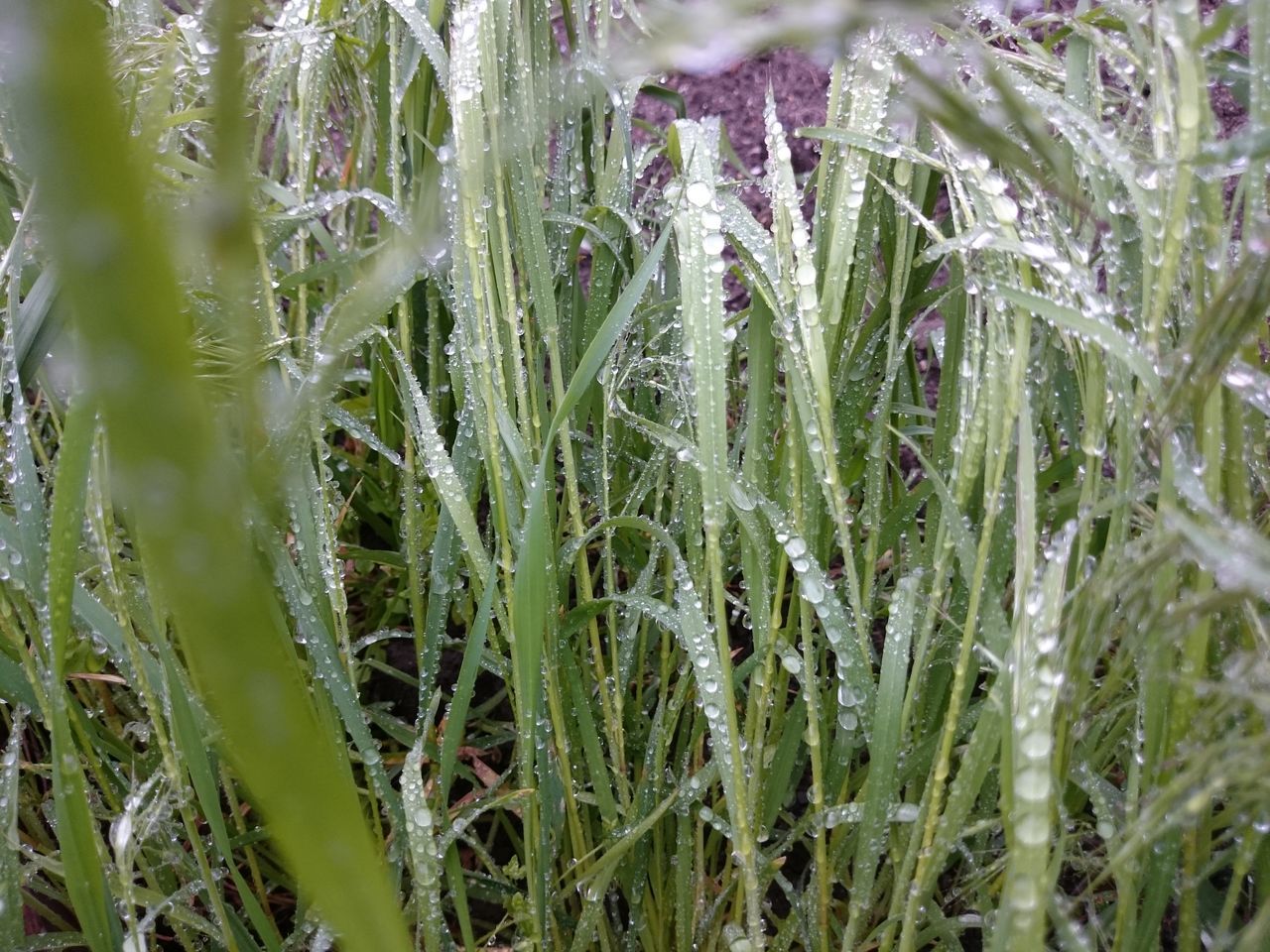 growth, grass, field, plant, nature, crop, agriculture, green color, close-up, rural scene, beauty in nature, tranquility, farm, growing, freshness, cereal plant, full frame, day, outdoors, focus on foreground