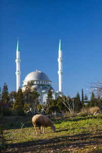 View of mosque against clear blue sky