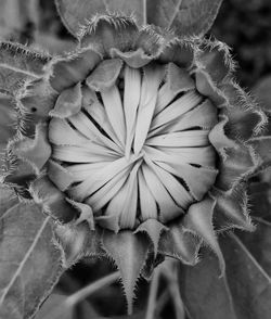 Close-up of flower blooming outdoors