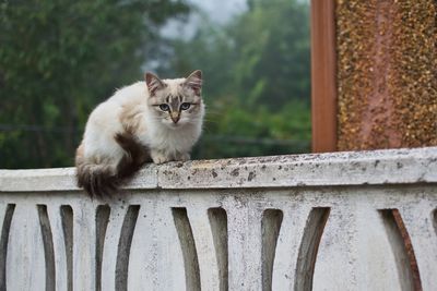 Portrait of cat sitting on railing