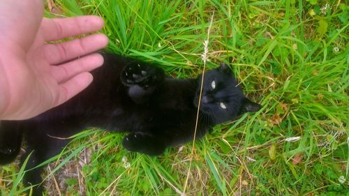 Close-up of woman hand touching grass