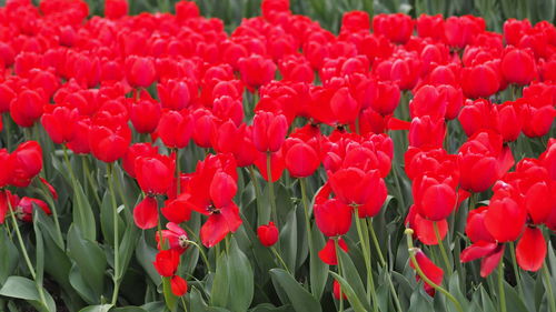 Full frame shot of red tulips growing on field