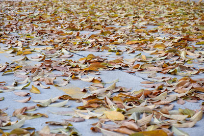 High angle view of maple leaves on road