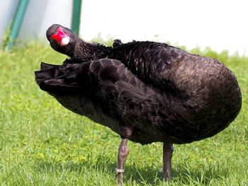 Side view of a bird on field