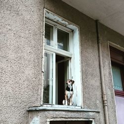 Dog sitting on window of building