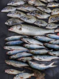 High angle view of fish for sale at market