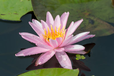 Close-up of water lily in lake