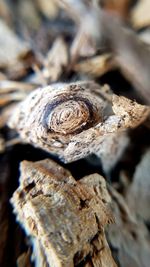 Full frame shot of tree trunk