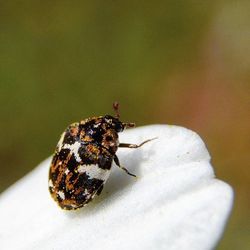 Close-up of insect