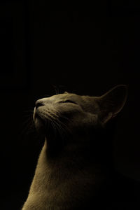 Close-up of cat with eyes closed against black background