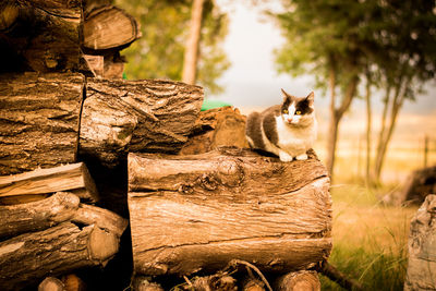 Cat sitting on wooden log