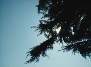 Low angle view of trees against clear sky