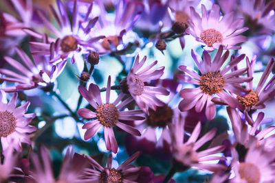 Close-up of flowers blooming outdoors