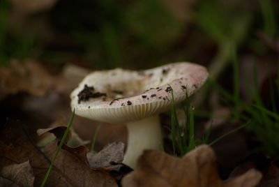 Close-up of mushroom growing on field