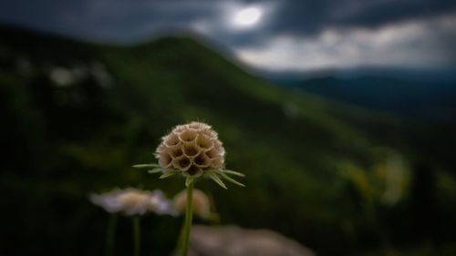 Close-up of flower growing in field against sky