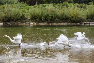 Swans swimming in lake