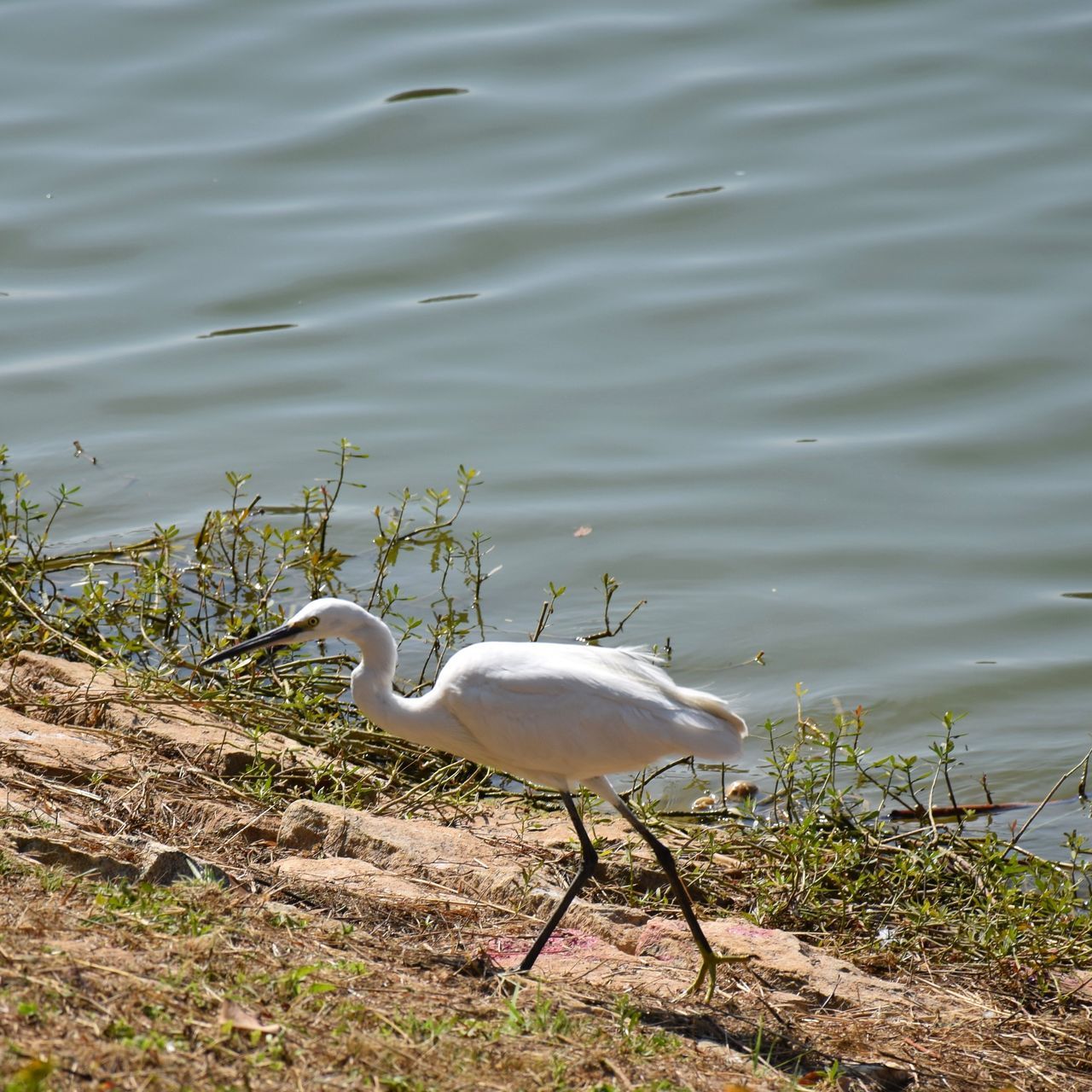 bird, animal themes, animals in the wild, animal wildlife, one animal, water, no people, lake, nature, outdoors, day
