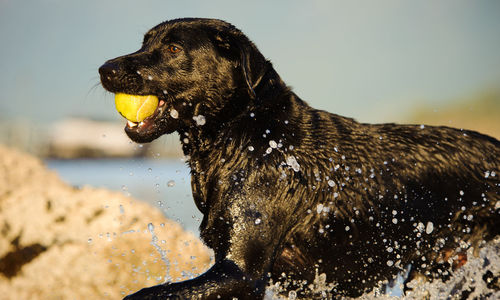 Wet black labrador carrying ball in mouth at lake