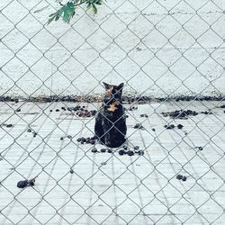 Portrait of dog