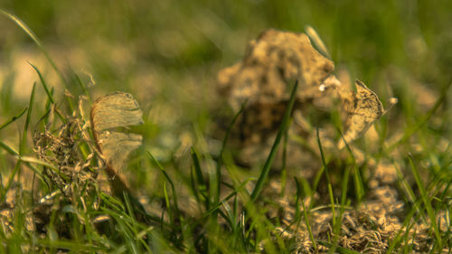 Close-up of flowers growing on field