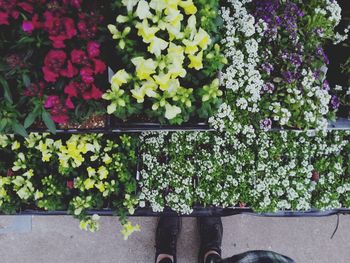 Close-up of potted plant