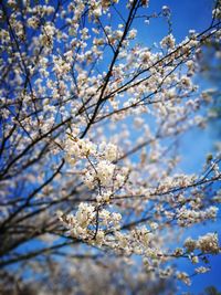 Low angle view of cherry blossoms against sky