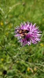 Close-up of bee on thistle flower