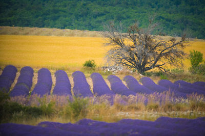 Scenic view of field