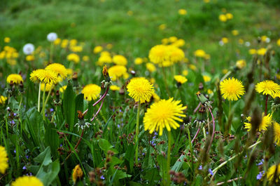 Close-up of yellow flowers blooming on field