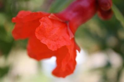 Close-up of red flower