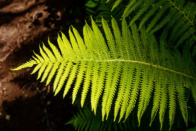 Close-up of fern leaves