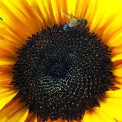 Close-up of bee on sunflower