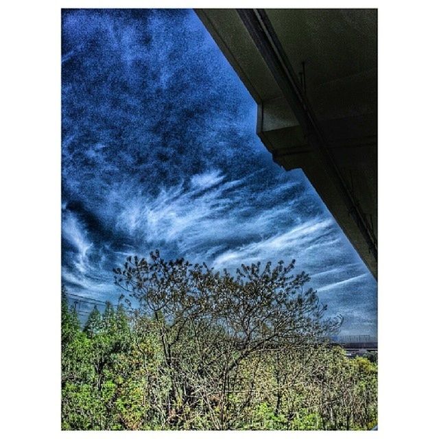 transfer print, auto post production filter, sky, tree, cloud - sky, low angle view, nature, tranquility, scenics, cloudy, growth, tranquil scene, beauty in nature, cloud, day, weather, outdoors, no people, overcast, connection