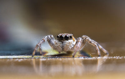 Close-up of spider